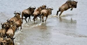 wildebest migration