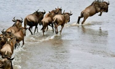 wildebest migration