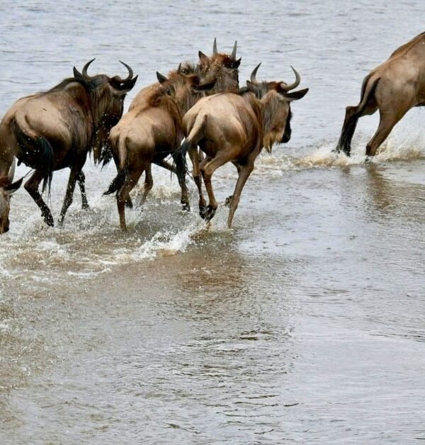 wildebest migration