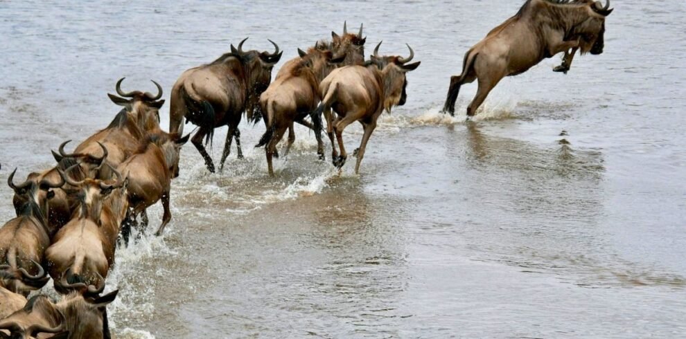 wildebest migration