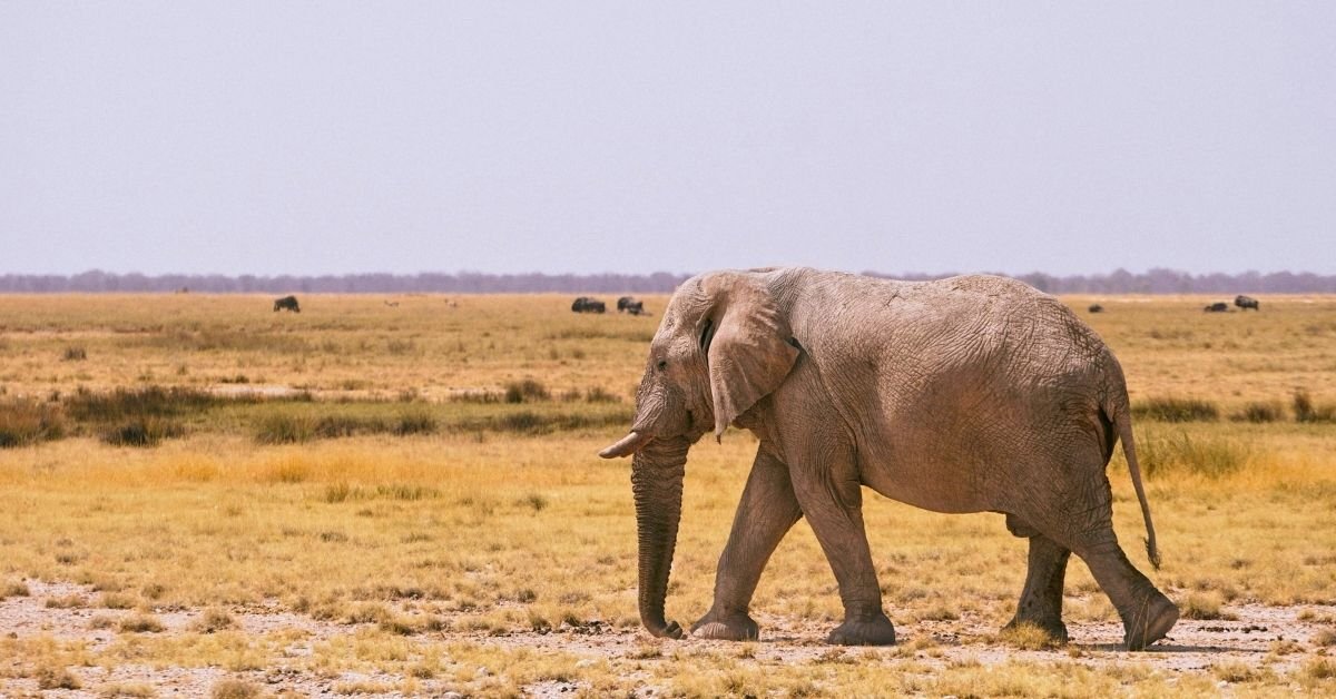 Elephants, Culture & Conservation Safari