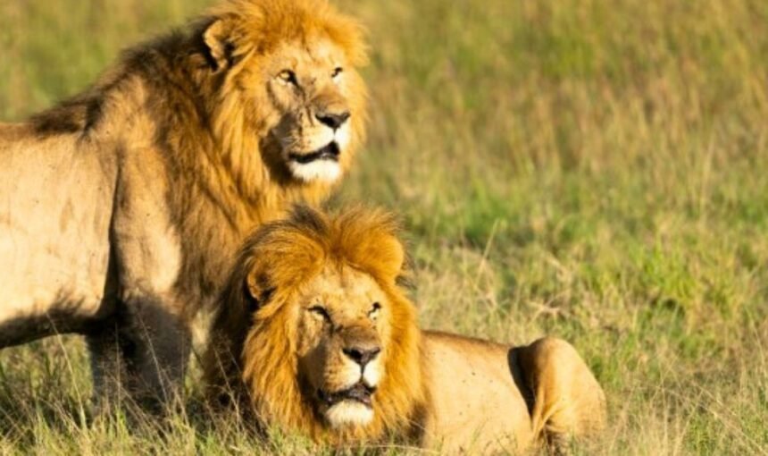 Beyond the Safari: Sustainable, Adrenaline-Fueled & Wellness Experiences in the Maasai Mara