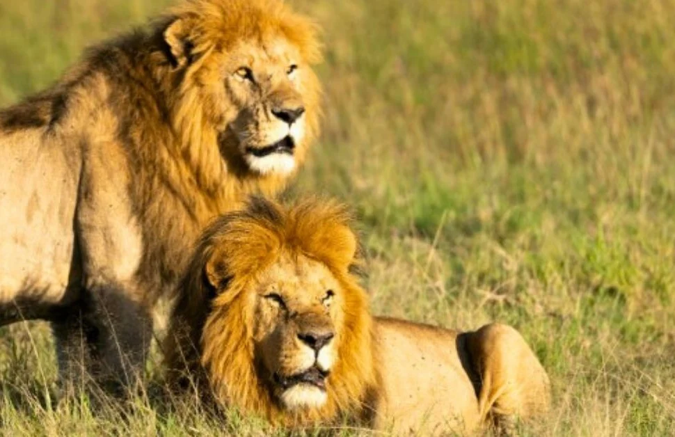 Sustainable, Adrenaline-Fueled & Wellness Experiences in the Maasai Mara