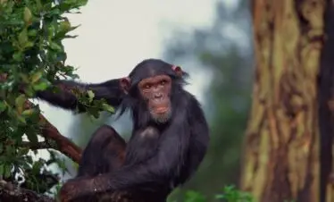 Student safari ol pejeta