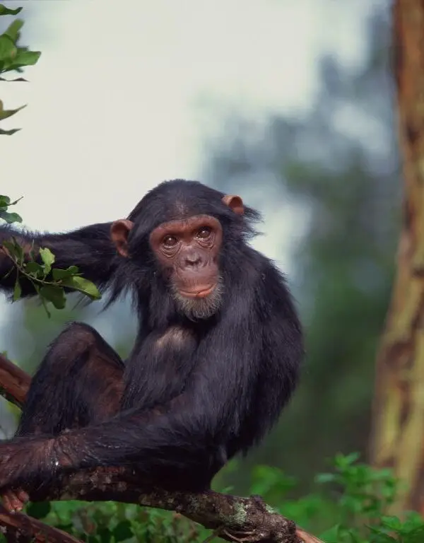 Student safari ol pejeta