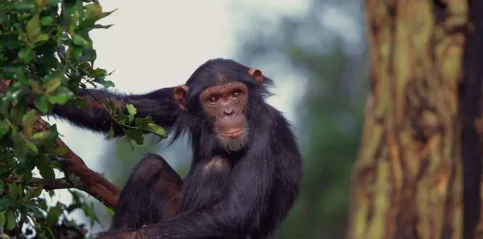 Student safari ol pejeta
