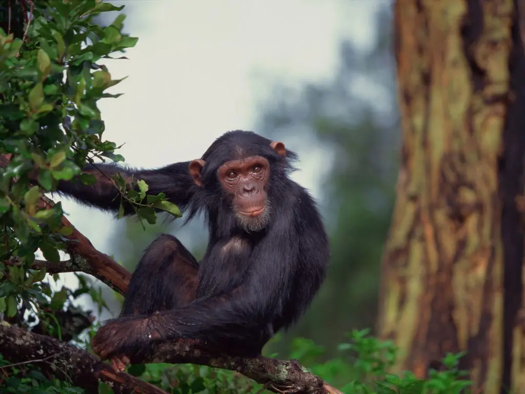 Student safari ol pejeta
