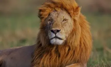 6 Day Kenya Safari Itinerary: Nairobi, Naivasha & Maasai Mara
