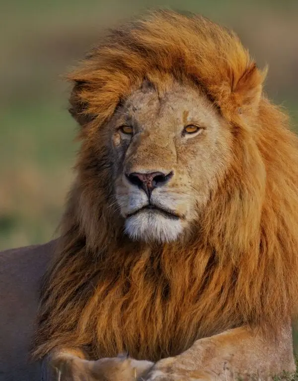 6 Day Kenya Safari Itinerary: Nairobi, Naivasha & Maasai Mara