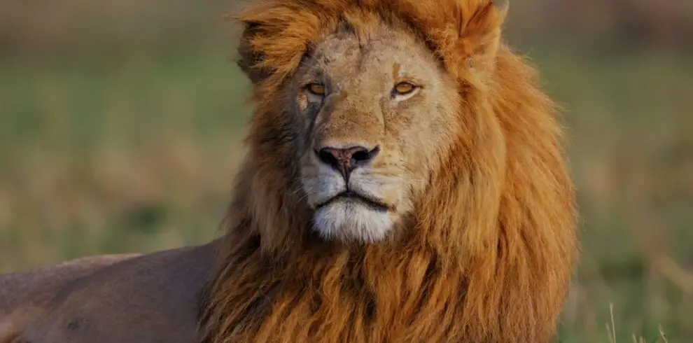 Short Kenyan Conservation Safari