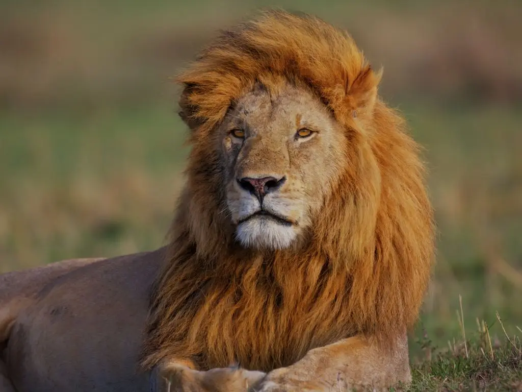 Short Kenyan Conservation Safari