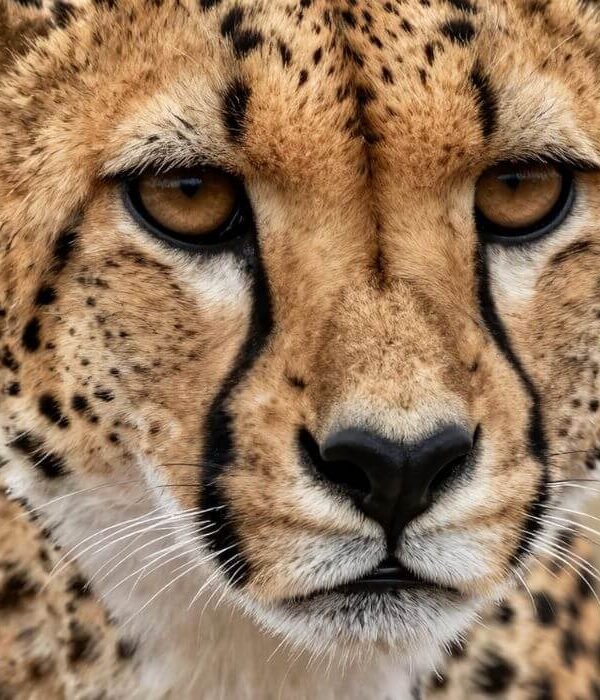 Student Conservation Expedition: Kenya Impact Safari