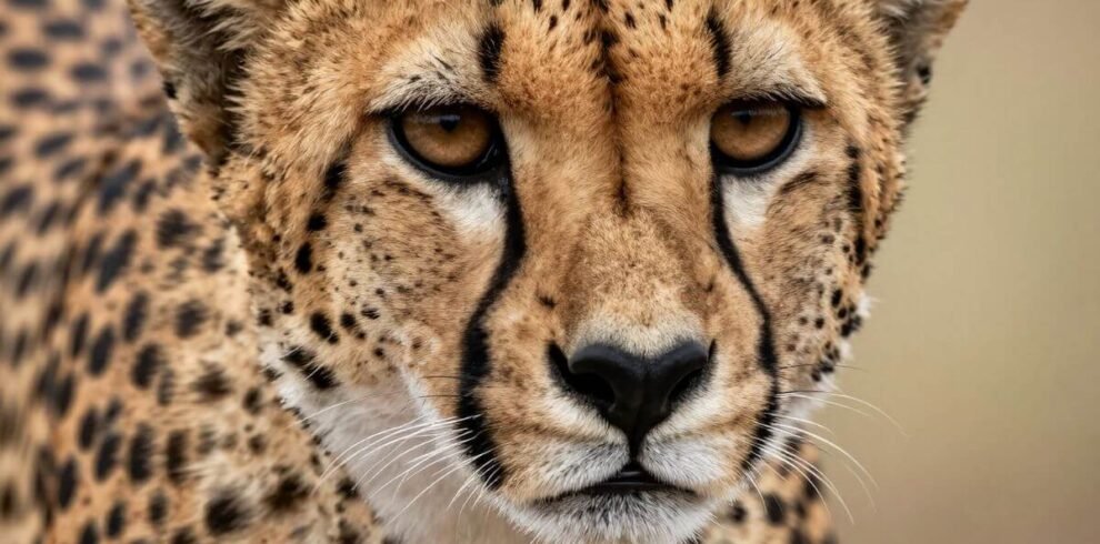 Student Conservation Expedition: Kenya Impact Safari