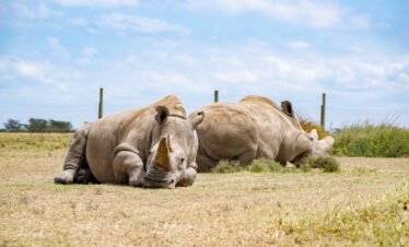 Ol Pejeta Conservancy Experience