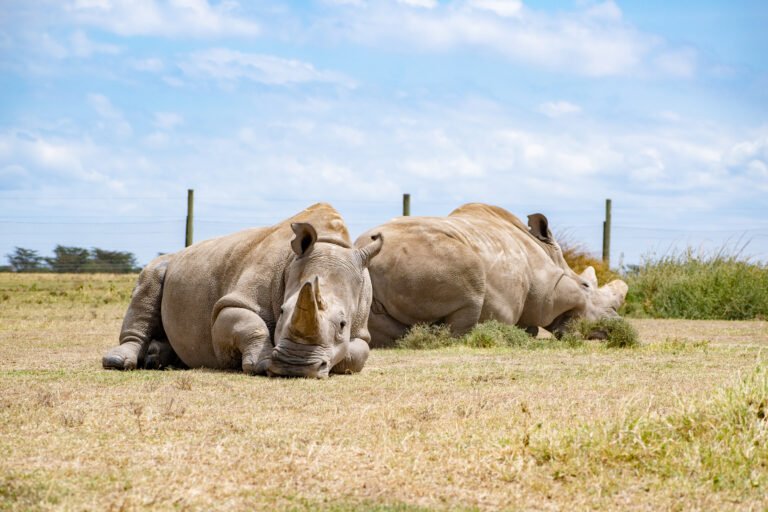Ol Pejeta Conservancy Experience