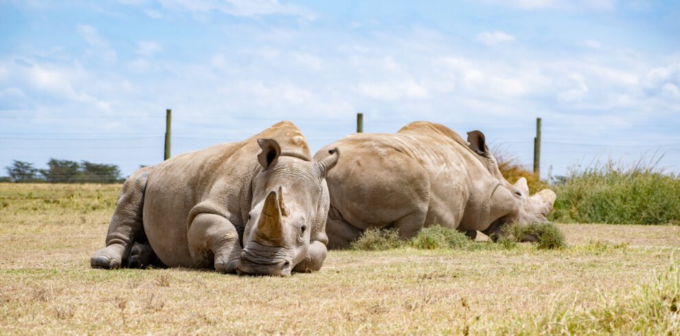 Ol Pejeta Conservancy Experience