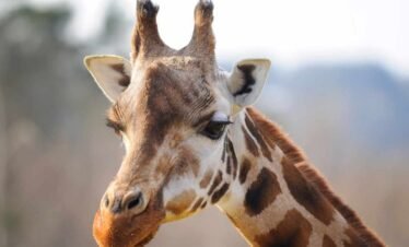 Experience Giraffes up close