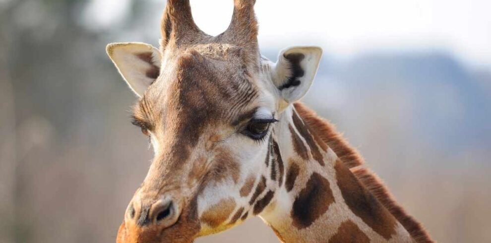 Experience Giraffes up close