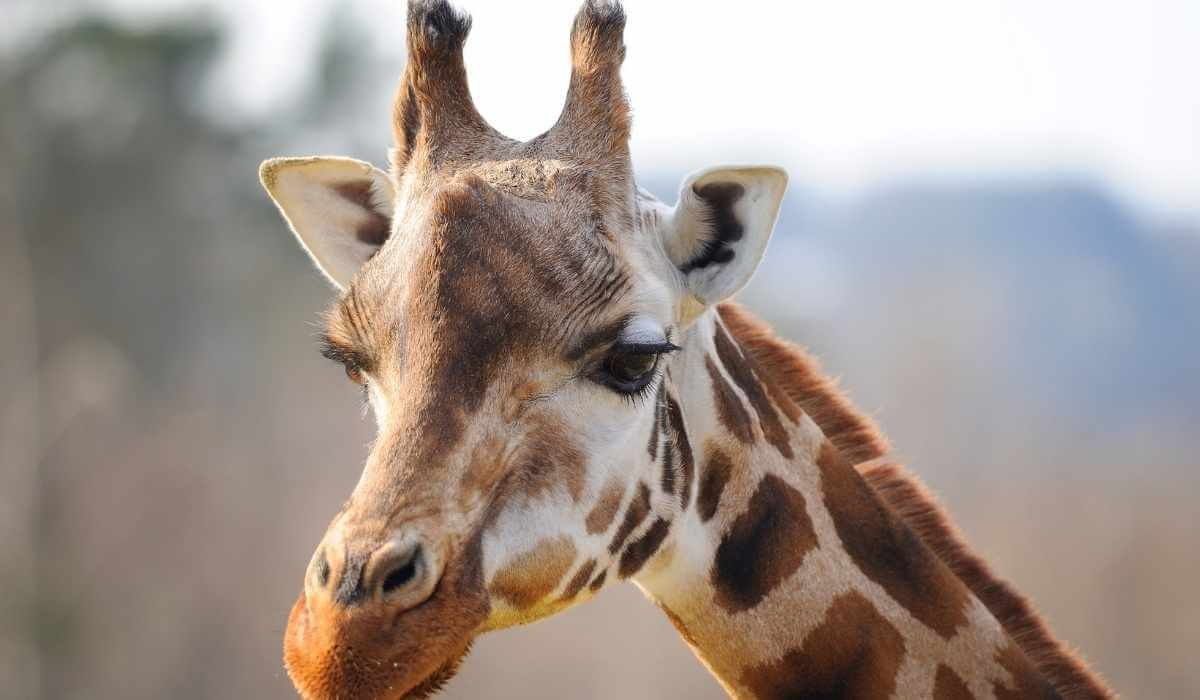 Half-Day Conservation Experience: Nairobi National Park & Giraffe Centre