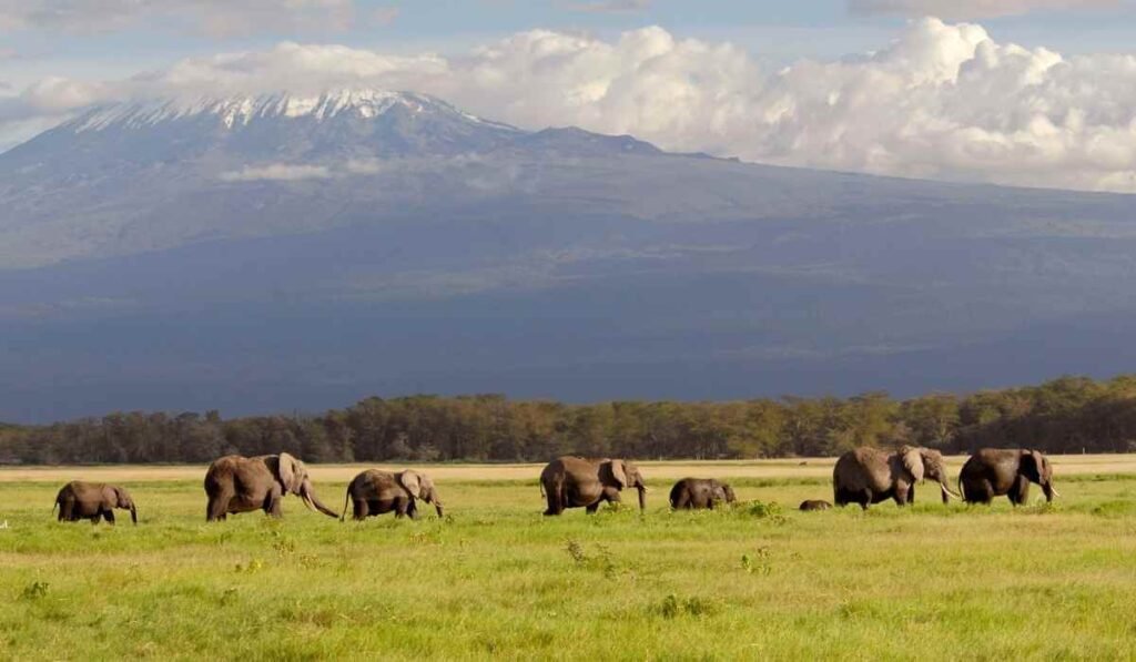 elephants in amboseli