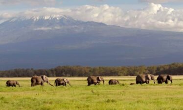 elephants in amboseli