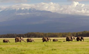 Amboseli Conservation Safari