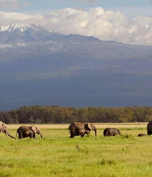 elephants in amboseli