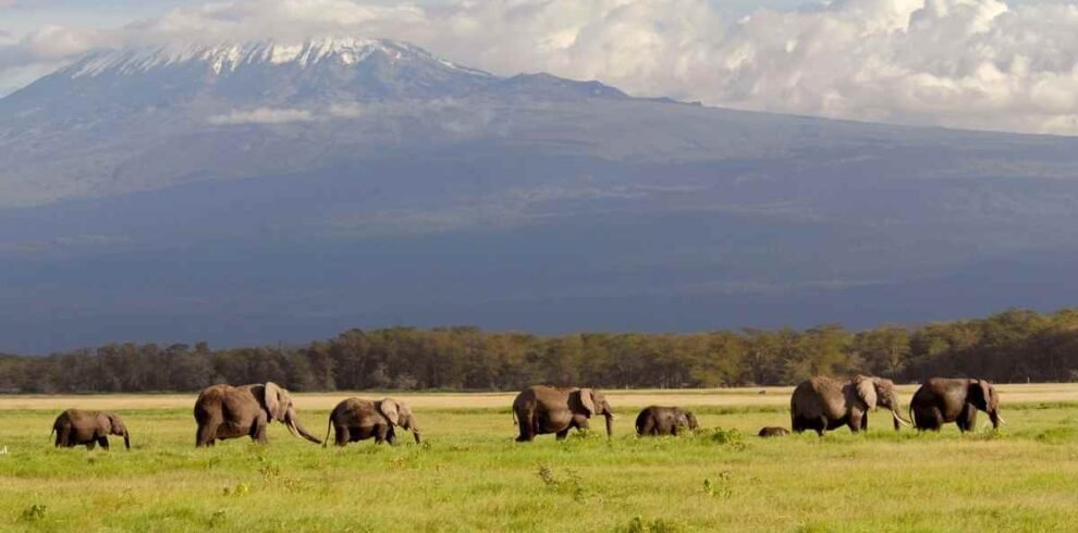 elephants in amboseli