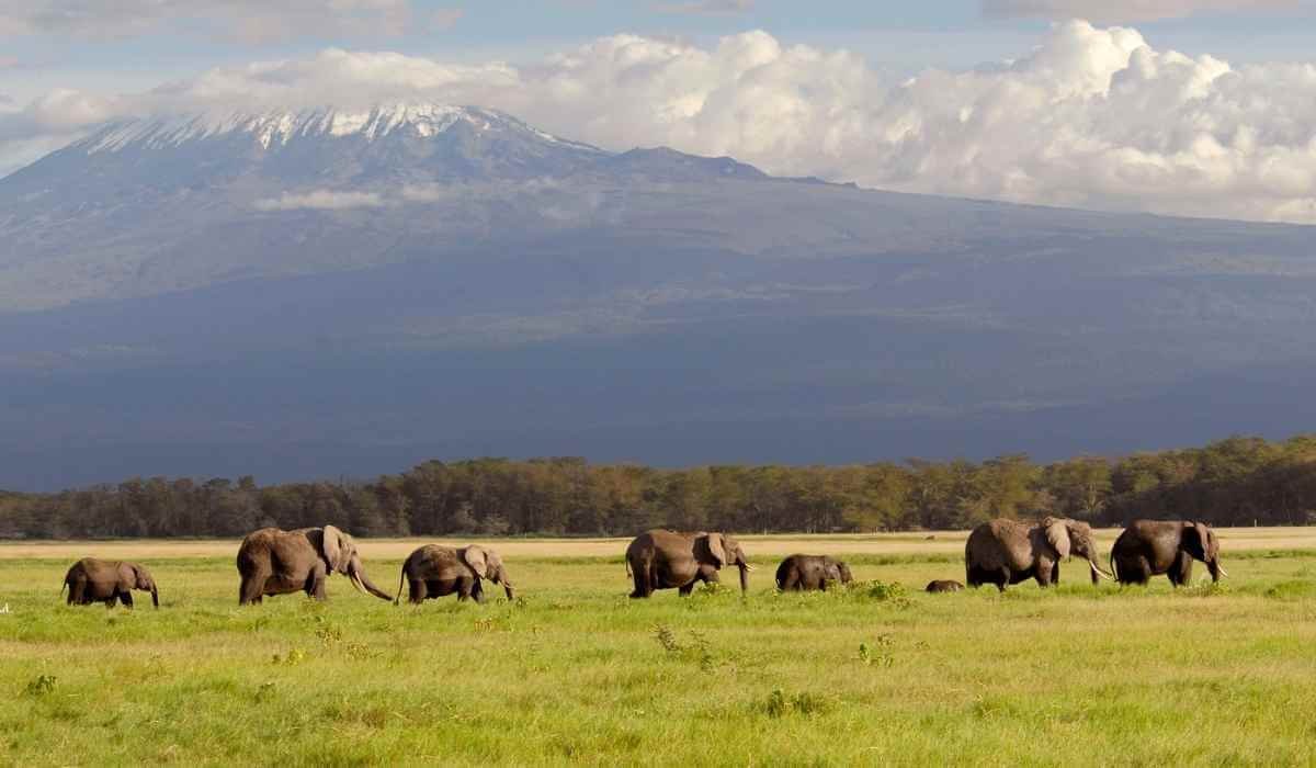 elephants in amboseli