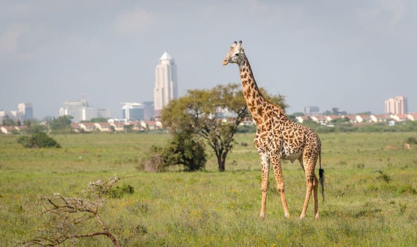 Things to Do in Nairobi (2026) | Ethical Wildlife & Conservation Experiences