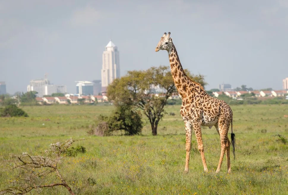 Things to Do in Nairobi (2026) | Ethical Wildlife & Conservation Experiences