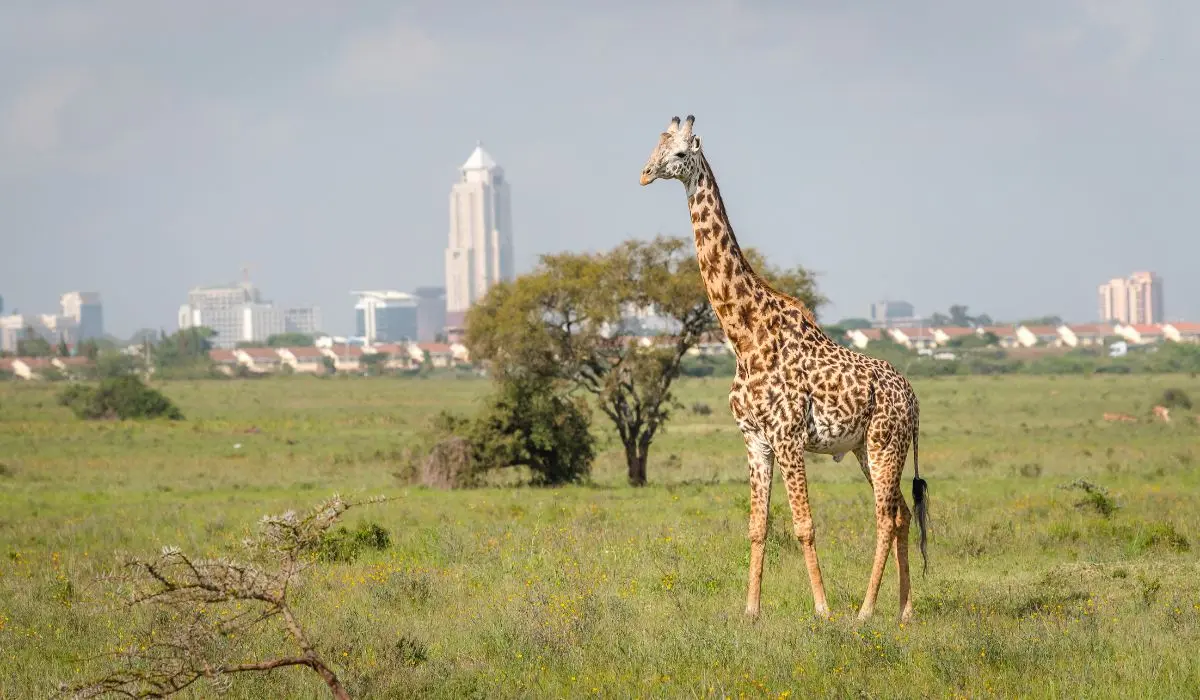 Things to Do in Nairobi (2026) | Ethical Wildlife & Conservation Experiences