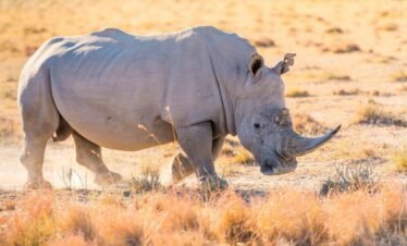 Kenya Conservation Safari | Guardians of the Wild