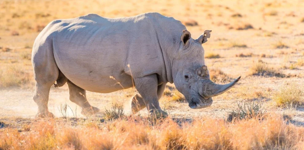 Kenya Conservation Safari | Guardians of the Wild