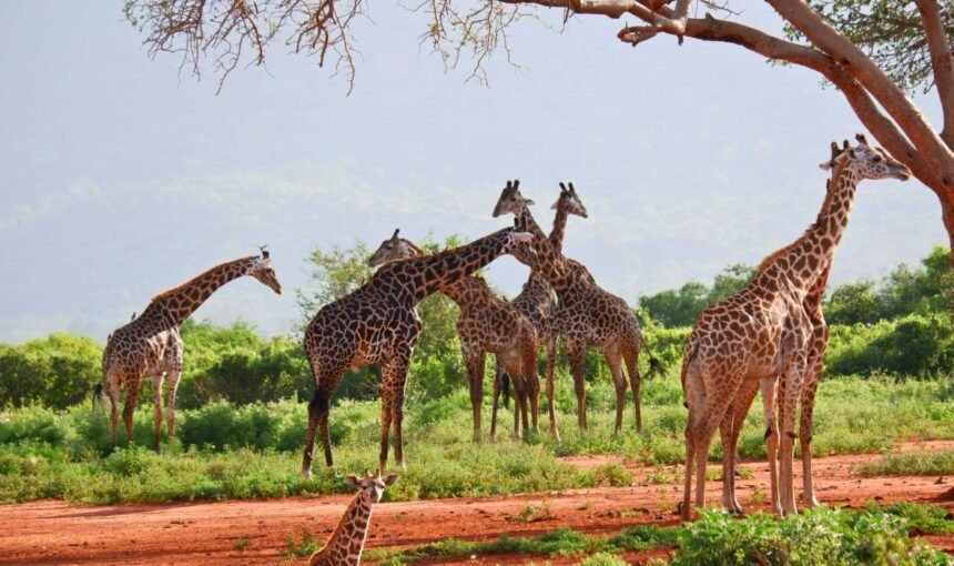 Beyond the Game Drive: The Ultimate Guide to Kid-Friendly Safari Adventures in Kenya