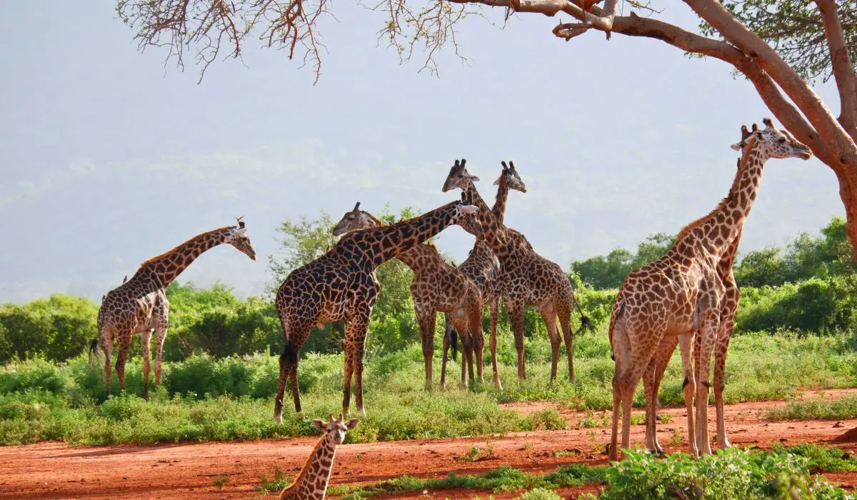 Beyond the Game Drive: The Ultimate Guide to Kid-Friendly Safari Adventures in Kenya