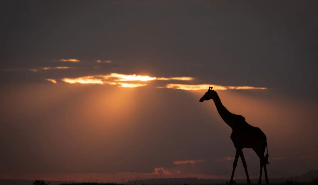 sundowner with giraffe in the horizon