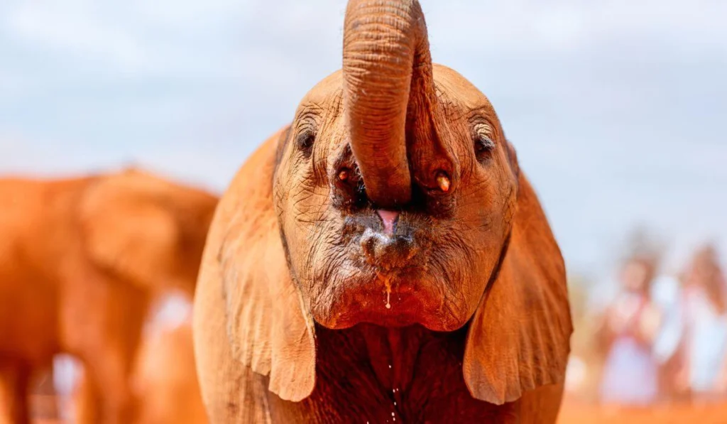 Things to do in Nairobi| David Sheldrick Wildlife Trust