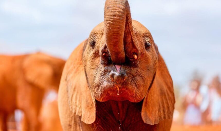 Things to Do in Nairobi in One Day or Half a Day