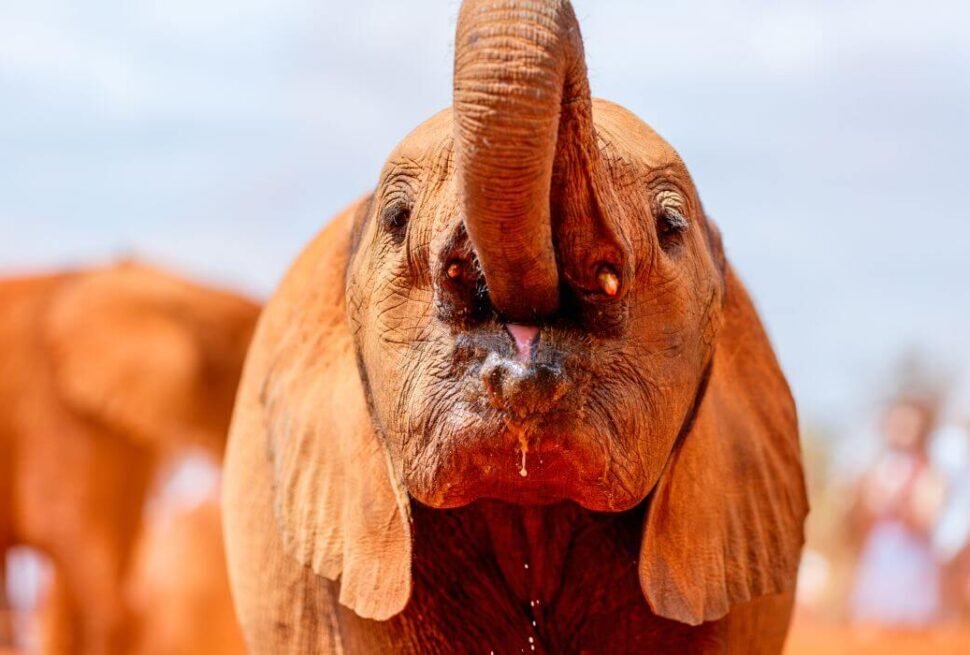 Things to do in Nairobi| David Sheldrick Wildlife Trust