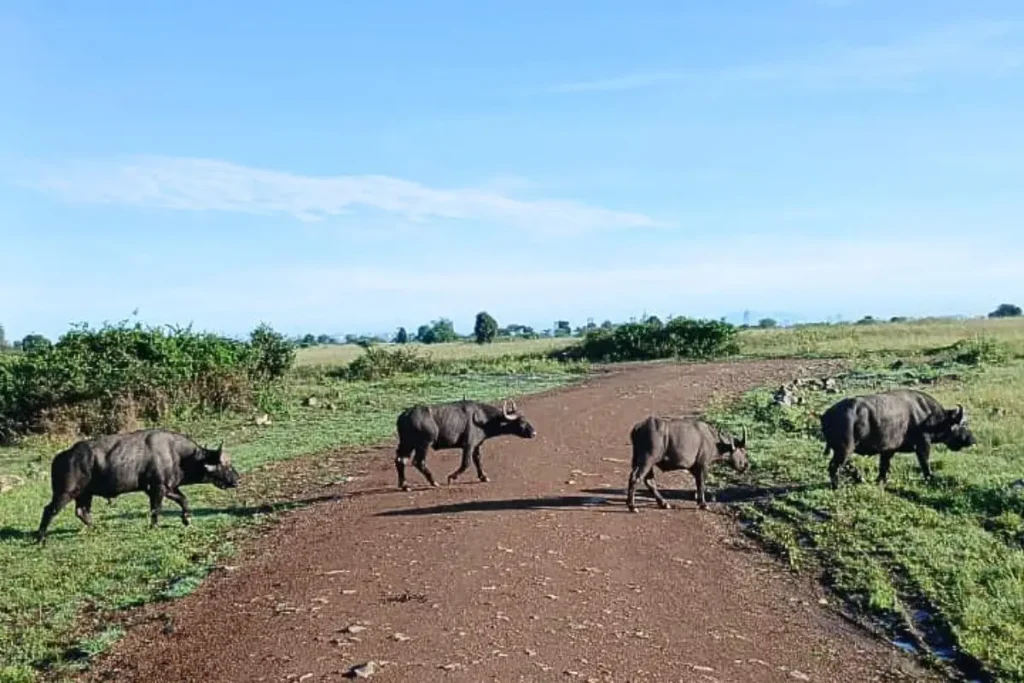 Buffalo in Nairobi National Park