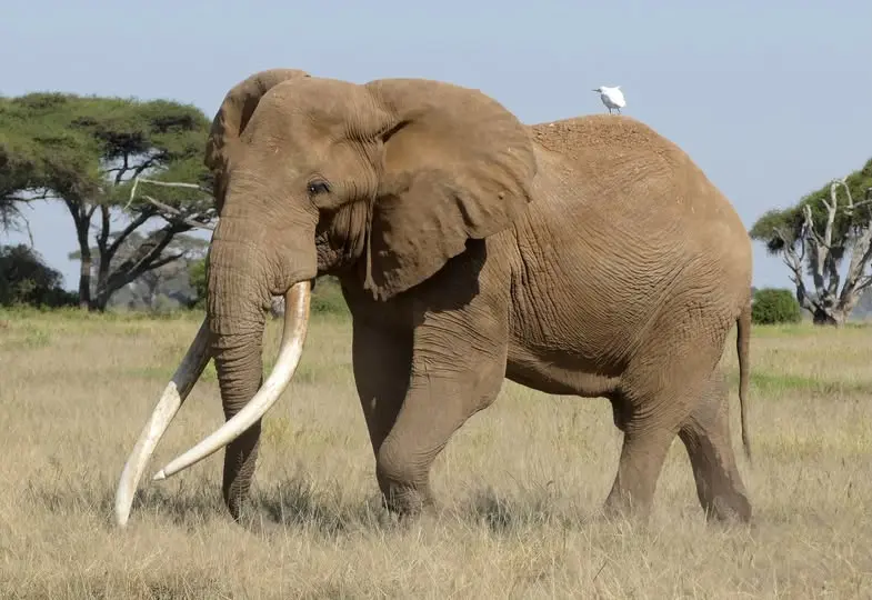 Craig the Elephant: A Powerful Lesson in Ethical Safaris & Long-Term Conservation
