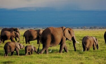 What does Elephant Conservation involve?