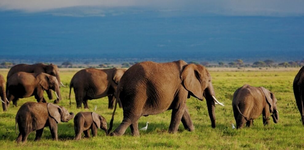 What does Elephant Conservation involve?