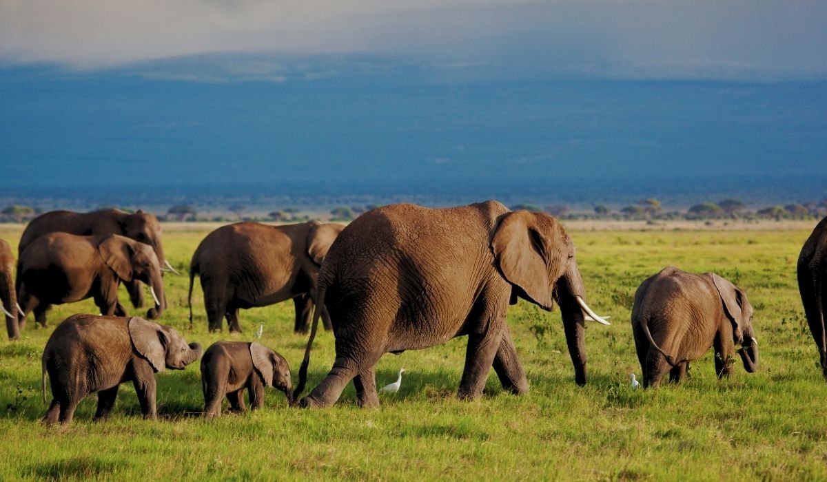What does Elephant Conservation involve?