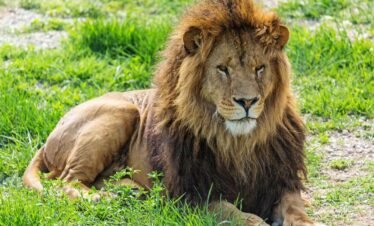 Kenya conservation and wildlife safari