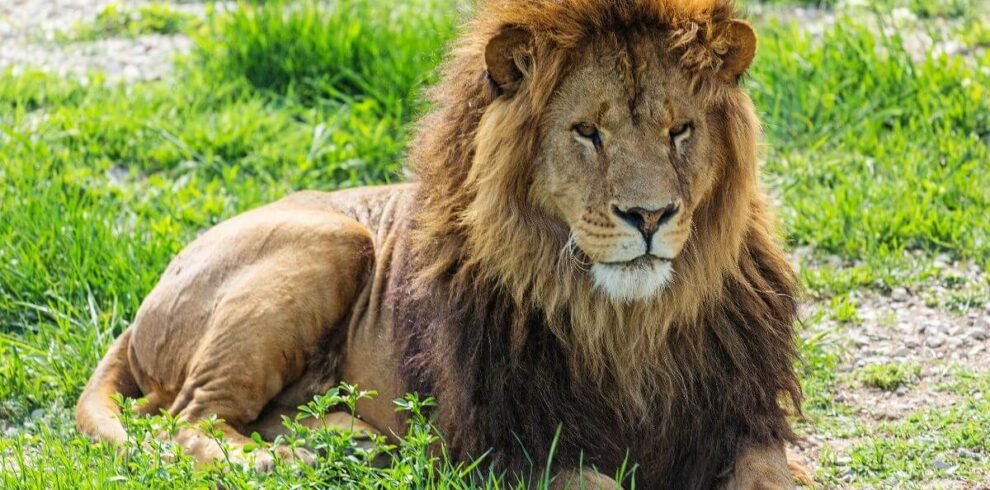 Kenya conservation and wildlife safari