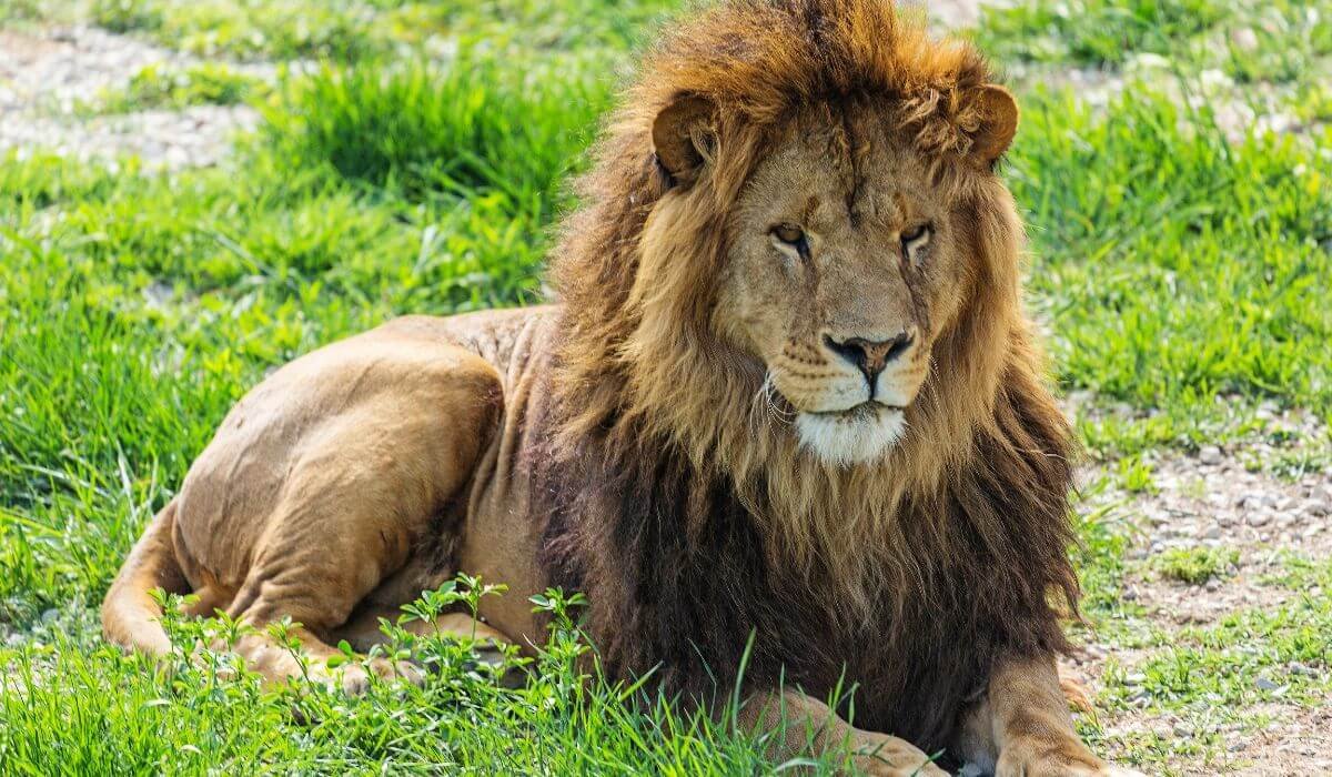 Kenya conservation and wildlife safari