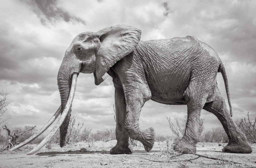 Elephants in Tsavo, Kenya. 
