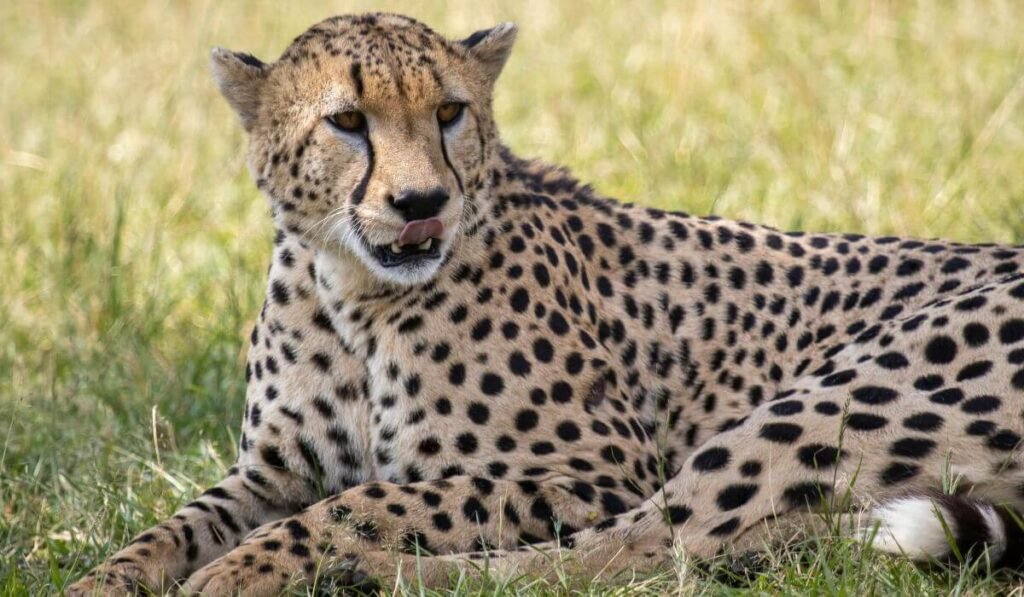 cheatah programs in purpose-driven safaris